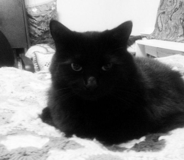 Porter the proud goth kitty